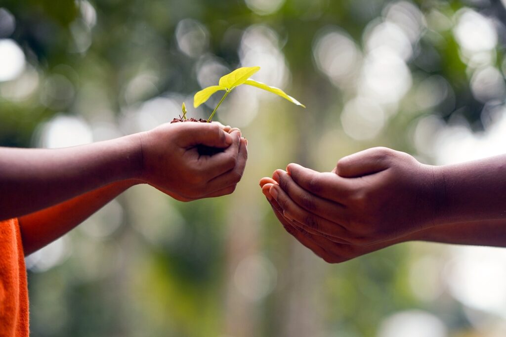 hands, soil, plant-5618238.jpg